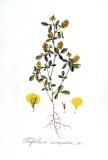 Feldklee-Trifolium-campestre-Kops.jpg