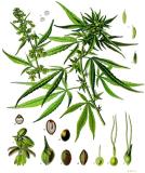 Hanf_Cannabis_sativa_-_Koehler–s_Medizinal-Pflanzen-1897-PS.jpg