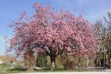 Cerisier_du_Japon_Prunus_serrulata-PS.jpg