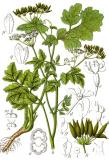 Taumel-Kaelberkropf-Chaerophyllum-temulum-Sturm.jpg