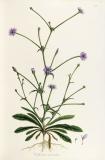 .Cichorium_pumilum_-_001x-PS.jpg