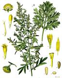 Artemisia_absinthium_-_Koehler–s_Medizinal-Pflanzen-164-PS.jpg