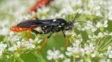 .OK124216335Amblyjoppa_fuscipennis2225-06-24NSGKissH-PS.jpg