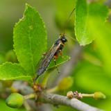 118107153Itoplectis-alternansW2025-05-15AIC-PS.jpg