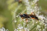 Schwarze Schlupfwespe Schwarze-Schlupfwespe-_Pimpla-rufipes_-Pfaffenwinkel--PS.jpg