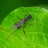 119061427Xorides-specW2025-05-24AIC-PS.jpg