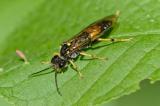 11OK8076942Grosse-Gelbbinden-BlattwespeTenthredo-maculata2025-05-14NSG-StawaA-PS.jpg