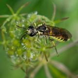 OK93555776Tenthredo-arcuata-schaefferi-gr2023-08-18Lech-LL-A-PS.jpg