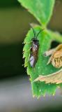 119061957UngleicheRosenblattwespeCladius-pectinicornisM2025-05-24AIC-PS.jpg