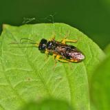 OK118078029BirnengespinstblattwespeNeurotoma-saltuum2025-05-14AIC-PS.jpg
