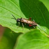 119063835WeisspunktierteEschenblattwespeMacrophya-punctumalbumW2025-05-24AIC----PS.jpg