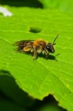 116423260BreitrandigeLockensandbieneAndrena_synadelpha20250592AIC-PS.jpg