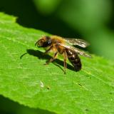 116423075ErzfarbeneDuestersandbieneAndrena-nigroaenea2025-05-02AIC.jpg