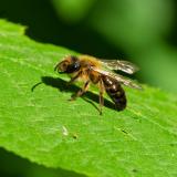 116423075evtl.-Erzfarbene-Duestersandbiene_cf_Andrena-nigroaenea20250592AIC-PS.jpg