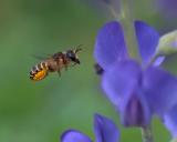 _DSF3675Platterbsen_Moertelbiene_Megachile-ericetorum_W_01_06_2025_Augsburg_Baerenkeller_Robert_Thierbach-PS.jpg