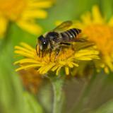 OK9240025592400255Rosen-BlattschneiderbieneMegachile-centuncularis2023-08-03NSGStawaA-PS.jpg
