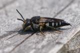 131348307-1Mandibel-KegelbieneCoelioxys_mandibularis2025_08_06.jpg