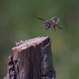 _DSF4735Dreizahn_Staengelbiene_Osmia_tridentata_W_21_06_2025_Augsburg_Baerenkeller_Robert_Thierbach-PS.jpg