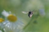 _DSC4461Gewoehnliche_Filzbiene_Epeolus-variegatus_M_09_07_2024_Augsburg_Pfersee_Robert_Thierbach-PS.jpg