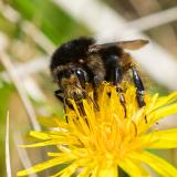 114686504Veraenderliche-HummelBombus-humilis20250419LkrAic-PS.jpg