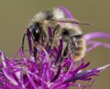 105339436BunthummelBombus-sylvarumAIC20240925-PS-2.jpg