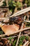 118350266RotschwarzeWespenbieneNomada-fabriciana2025-05-19NSGHaspelM-PS.jpg