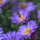 _DSC0524Breitbindige_Schmalbiene_Lasioglossum_zonulum_W_abgeflogen_08_10_2024_Augsburg_Baerenkeller_Robert_Thierbach-PS.jpg