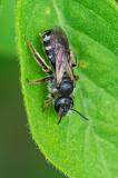 119061554Spargel-SchmalbieneLasioglossum-sexnotatum2025-05-24AIC-PS.jpg
