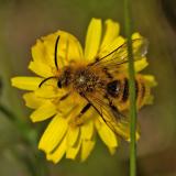.OK122703928Braunbuerstige_HosenbieneDasypoda-hirtipes2025-06-17Sylt-PS.jpg