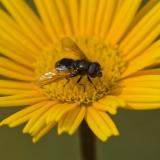 97464163Fruehlings-ErzschwebfliegeCheilosia_vernalisAic20240622.jpg