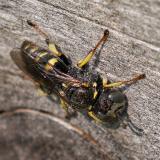 131364433Oxybelus_trispinosus2025-08-06_NSGKissH-PS.jpg
