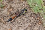 .81096775Ammophila-specHL-Luebeck2023-08-28-PS.jpg