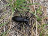 Dorcadion-aethiops1-Lichti-2025-05-28-Illmitz.jpg