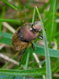 .88732371Moenchs-Kotkaefer-Onthophagus-coenobita-PS.jpg