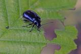 P1014027_Agelastica_alni_2025-08-19-Langerringen-PS.jpg