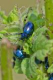 92249884Blauer-Minzen-Blattkaefer-PS.jpg