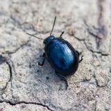 134472958Rotfluegel-WegerichblattkaeferChrysolina_haemopteraNSGKissH-PS.jpg
