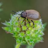 124253242Karden-BlattkaeferGaleruca_pomonae2025-06-23NSGKissH.jpg