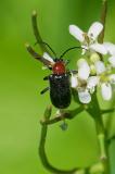 118071528BlauschwarzerKugelhalsbockDinoptera-collarisM2025-05-14A-Mandicho-PS.jpg