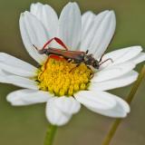 OK120474319Braunroetlicher-SpitzdeckenbockStenopterus-rufus2025-06-03AIC-PS.jpg