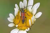 Zweibindiger-Schmalbock-_Stenurella-bifasciata_-Lechauen-PS.jpg