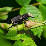 118347438Grosser-BreitruesslerPlatyrhinus-resinosus2025-05-20AIC.jpg