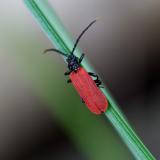 134232122Platycis-minutus2025-09-01NSGHaspM-PS.jpg