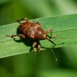 .149495586EichelbohrerCurculio_glandium2026-04-27Friedberg-PS.jpg