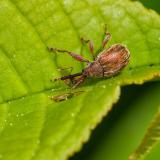 .149421904KirschkernstecherAnthonomus_rectirostris2026-04-28Friedberg-PS.jpg