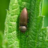 .149428866Dunkelbrauner_SchnellkaeferAgriotes_-obscurus2026-04-28Friedberg-PS.jpg