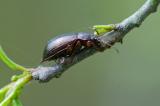 94546712Morschholz-SchwarzkaeferNalassus-laevioctostriatusPE2024-04-30-PS.jpg