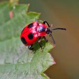 131803127Scharlachroter_StaeublingskaeferEndomychus_coccineus2025-08-11NSHHaspM-PS.jpg