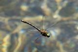 _D8A0581-Gekielter-FlussfalkeBearbeitet-Bearbeitet-PS.jpg