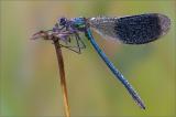 503_1885--Gebaenderte-Blaufluegelprachtlibelle.jpg